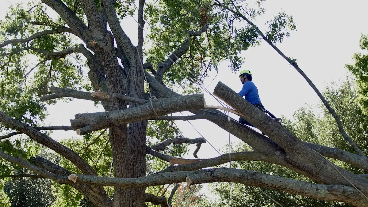 Professional Crown Thinning performed by certified arborists in Delbarton